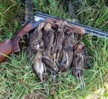 Полювання на болотну дичину бекаса