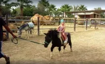 Парк верблюдів - Camel Park - Ларнака, Кіпр - Огляд, опис парку верблюдів