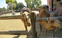 Парк верблюдів - Camel Park - Ларнака, Кіпр - Огляд, опис парку park