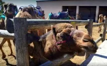 Парк верблюдів - Camel Park - Ларнака, Кіпр - Огляд, опис парку кіпр