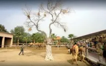 Парк верблюдів - Camel Park - Ларнака, Кіпр - Огляд, опис парку парк