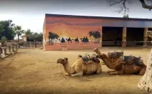 Парк верблюдів - Camel Park - Ларнака, Кіпр - Огляд, опис парку ларнака