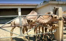 Парк верблюдів - Camel Park - Ларнака, Кіпр - Огляд, опис парку park