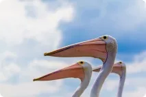 Пелікани (лат птахи