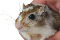 Піщанки у космосі космосі