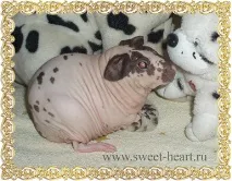 Розплідник свійських тварин - Sweet Heart - Болдуїн – екзотична порода морських свинок свійських
