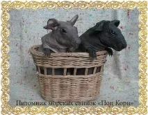 Розплідник свійських тварин - Sweet Heart - Болдуїн – екзотична порода морських свинок тварин