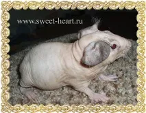 Розплідник свійських тварин - Sweet Heart - Болдуїн – екзотична порода морських свинок тварин