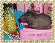 Розплідник свійських тварин - Sweet Heart - Болдуїн – екзотична порода морських свинок тварин