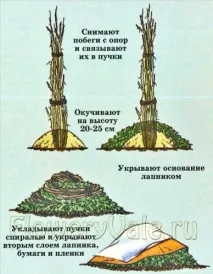 Плетисті троянди - Догляд та вирощування, Мої Ідеї Для Дачі та Саду вирощування