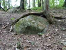 Покайнський ліс - Аномальна зона покайнський