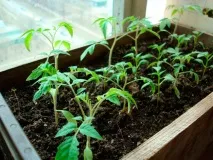 Помідори для Сибіру в теплиці сорту теплиці