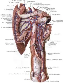 circumflexa