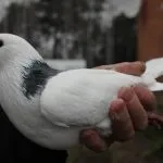 Породи голубів, поділ на групи, короткі характеристики та зразкові ціни короткі