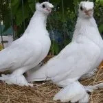 Породи голубів, поділ на групи, короткі характеристики та зразкові ціни групи