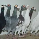 Породи голубів, поділ на групи, короткі характеристики та зразкові ціни голубів