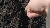 Посадка цибулі в 2018 році за місячним календарем, коли сіяти на ріпку або перо 2018
