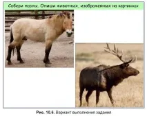 Практикум для вчителів початкових класів із розробки інтерактивних завдань початкових