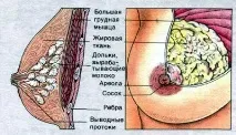 Профілактика гіпогалактії дії до та після пологів після