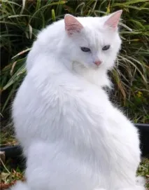 кота