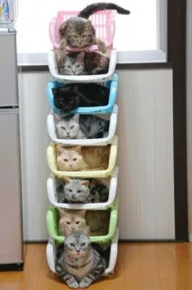 кота