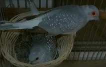Вибираємо вихованця діамантова горлиця діамантова