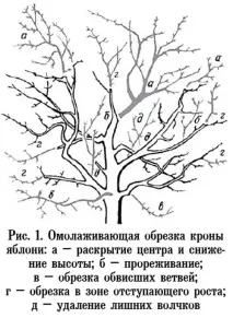 Весняне обрізування яблуні – як правильно обрізування