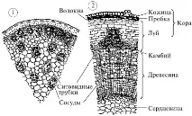 Рослини, їхня будова будова