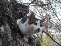 кішка
