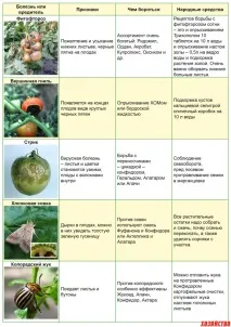 П’ять найнебезпечніших шкідників та хвороб помідорів (таблиця) хвороб