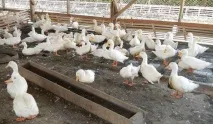 качок
