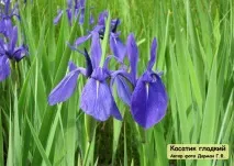 Рідкісні та зникаючі рослини Амурської області зникаючі