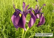 Рідкісні та зникаючі рослини Амурської області рідкісні