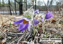 Рідкісні та зникаючі рослини Амурської області рослини