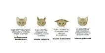 ROYAL CANIN - Статті про кішок royal