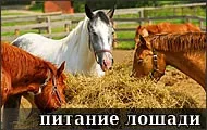 Посібник з догляду за конем коня
