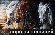 Посібник з догляду за конем догляду