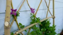 Садові шпалери для кучерявих рослин своїми руками рослин