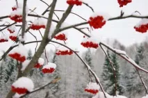 кучерява