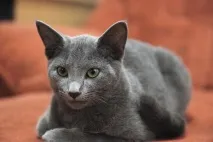 українська блакитна кішка опис, чи підходить вам за 4 пунктами українська