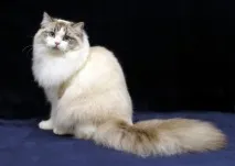 породи