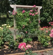Садові шпалери для кучерявих рослин своїми руками своїми