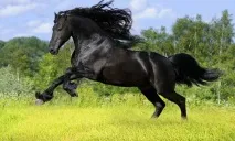 Найкрасивіший кінь у світі коней