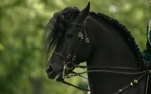 Найкрасивіший кінь у світі найкрасивіший