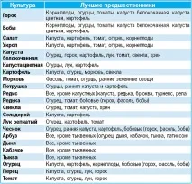 Садаємо рододендрони вони