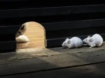 Щілини в дерев’яній підлозі, чим можна закласти, замазати, відео-інструкція з усунення своїми руками, щілини