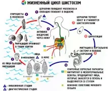 симптоми