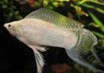 Сніжинка вітрильна води