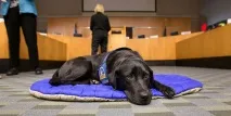 Виступати свідком у суді завжди страшно, але ці собаки допомагають людям почуватися спокійніше виступати