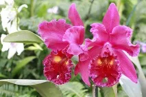 Cattleya Cattleya